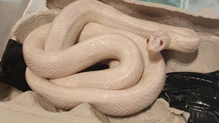 So sieht die in Moorrege aufgefundene Schlange aus. Bei dem Albino-Tier handelt es sich um eine nicht heimische Kornnatter.