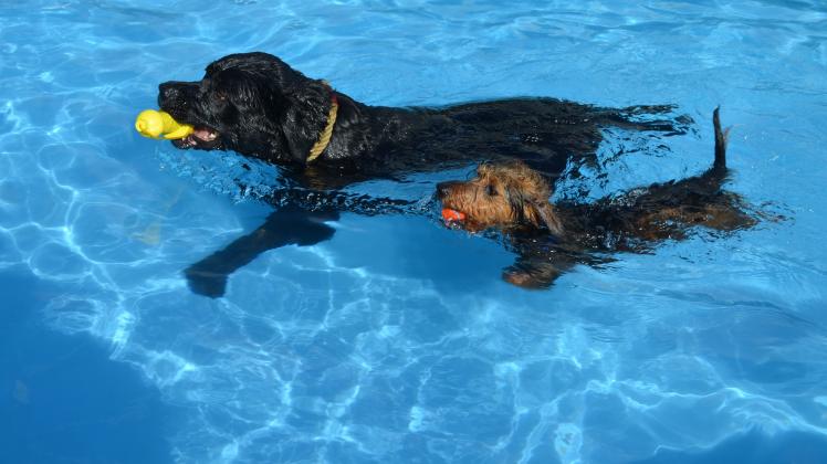 Hundeschwimmen im Freibad Bersenbrück