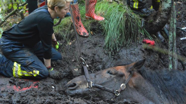 Vier Feuerwehren und zwei Tierärztinnen retteten das Pferd „Henry“ aus seiner misslichen Lage an einem Feldweg in Grande