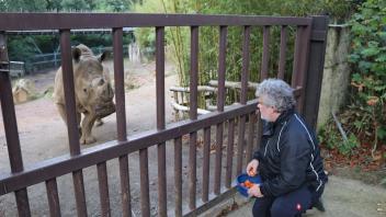 Tierarzt Thomas Scheibe im Zoo Osnabrück entnimmt beim Nashorn einen Nasenabstrich
