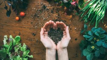 Hands holding heart-shaped soil with seedlings around them. Urban organic vegetable garden.