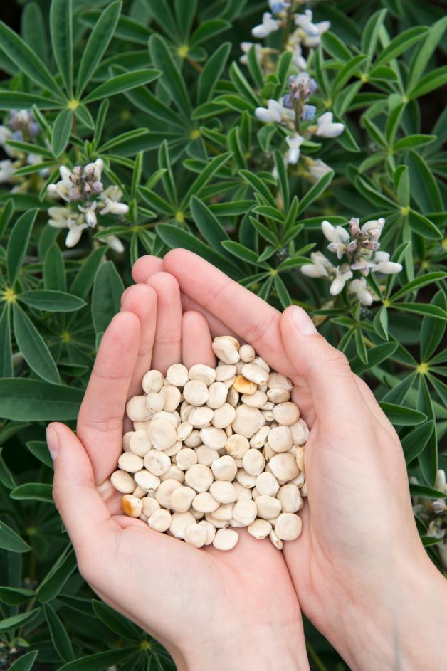 Lupinen und Hanföl als gesundes Plus fürs Essen NOZ