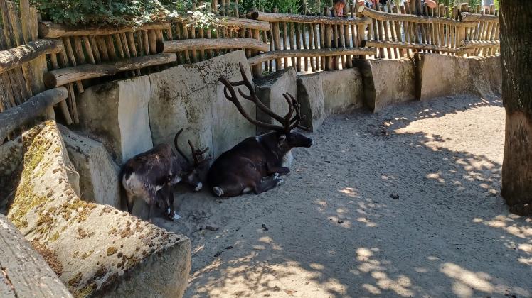 Zoo Osnabrück: Rentierbock Sven ist verstorben