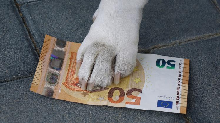 Hundepfote auf einem Geldschein Hundepfote auf einem Geldschein, 13.08.2022, Borkwalde, Brandenburg, Die Pfote eines Hun