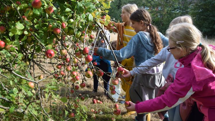 Auch Schulklassen nutzen das Angebot, kostenlos Äpfel zu pflücken. Die Kinder der 3b der Sprottenschule kochen daraus im Unterricht Apfelmus.