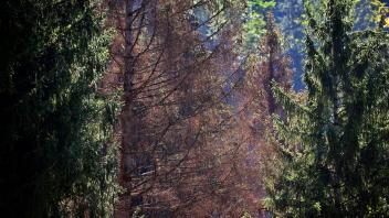 Borkenkäfer in bayrischen Wäldern