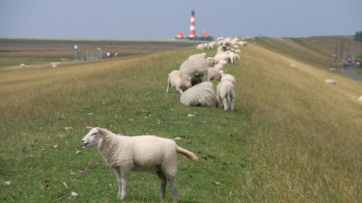 deich,schafherde,nordfriesland *** dyke,sheep herd,northern friesland jqi-fht