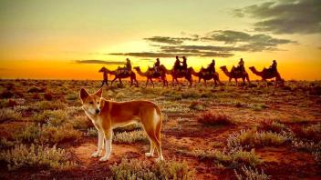 Kamele im Outback