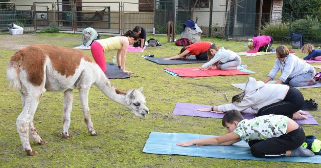 Bei dieser Yoga-Stunde schauen Alpakas zu.