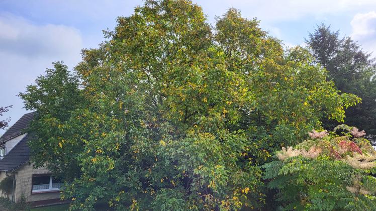Ist das der größte Walnussbaum in Schleswig-Holstein?