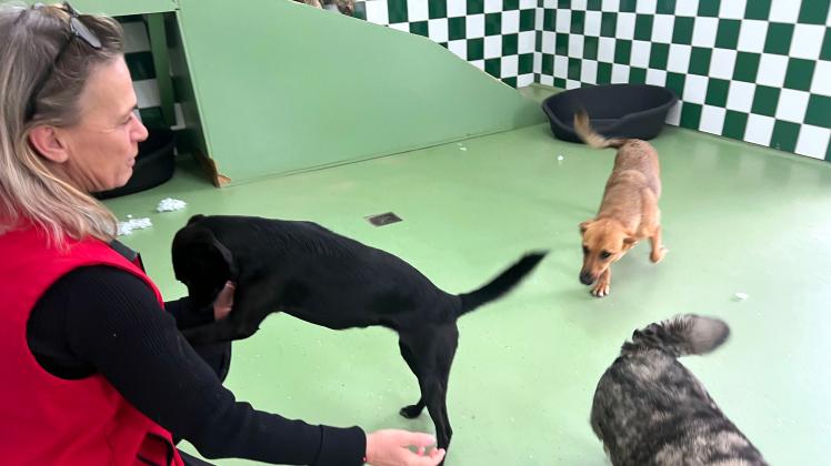 Persönliche Betreuung ist bei Gut Aiderbichl besonders wichtig. Tierpflegerin Annita Hrtner spielt und trainiert mit den Hunden.