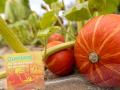 Herbstzeit ist Kürbiszeit. 
