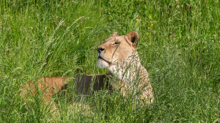 Die Löwin Tia vom Wildlands-Adventure-Zoo Emmen ist am vergangenen Wochenende nach einem Kampf verstorben.