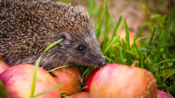 Hedgehog on aplles in nature view, wildlife portrait , 25397056.jpg, animal, hedgehog, nature, backyard, wild, european,