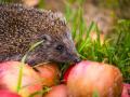 Hedgehog on aplles in nature view, wildlife portrait , 25397056.jpg, animal, hedgehog, nature, backyard, wild, european,