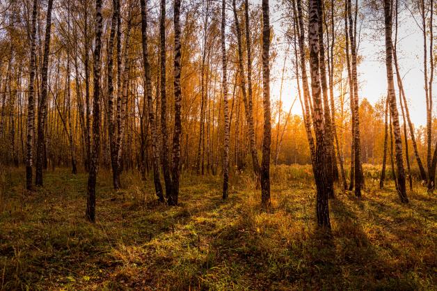 Die Sonne taucht einen Birkenwald in goldenes Licht.