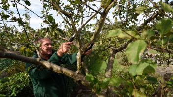 Obstbaumschnitt
Thomasw Kleinworth beschneidet einen Apfelbaum
Pinneberg, Kleingartenkolonie Hasenmoor, 14.9.2022