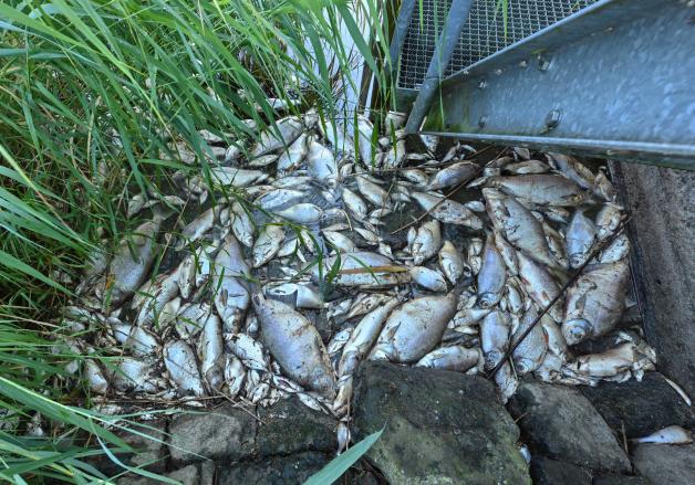 Ende August sind unzählige Fische und Muscheln in der Oder gestorben. Ende August sind unzählige Fische und Muscheln in der Oder gestorben.