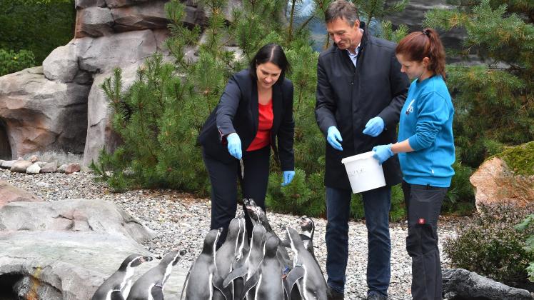 Unter Aufsicht von Tierpflegerin Maria Schierstedt (v.r.) fütterten Nordwasser-Chef Ulf Altmann und Zoo-Direktorin Antje Angeli die Rostocker Pinguine.