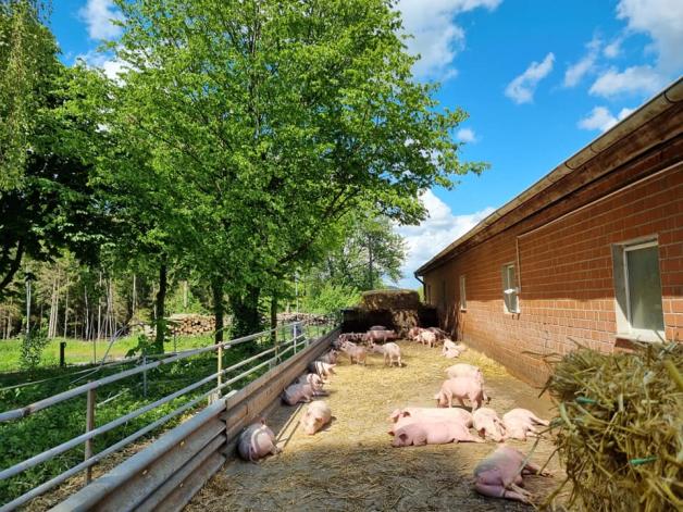 Beim Aktivstallkonzept erhalten die Schweine viel Platz und Beschäftigungsmöglichkeiten.
