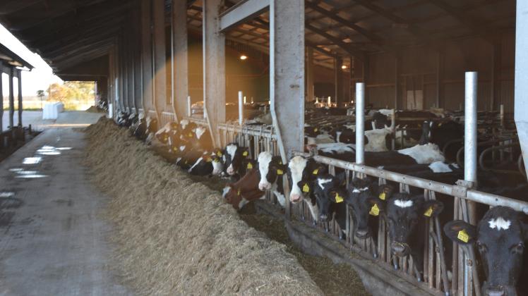 Gras, Stroh, Klee und weitere für Menschen nicht essbare Biomasse benötigen Kühe. Daraus wird Milch und Fleisch gewonnen. Mehr Effizienz geht nicht, sagt Professor Wilhelm Windisch. 