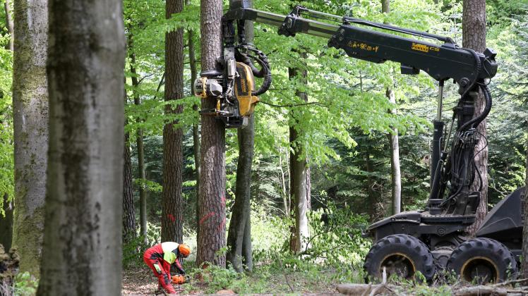 Neue Methode soll Baumfällen sicherer machen