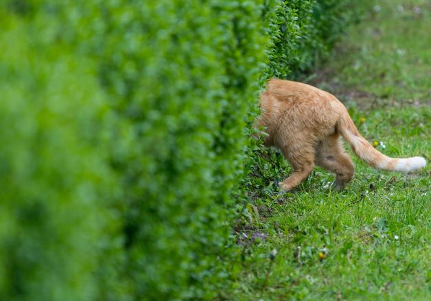 Eine Katze streunt durch den Garten.