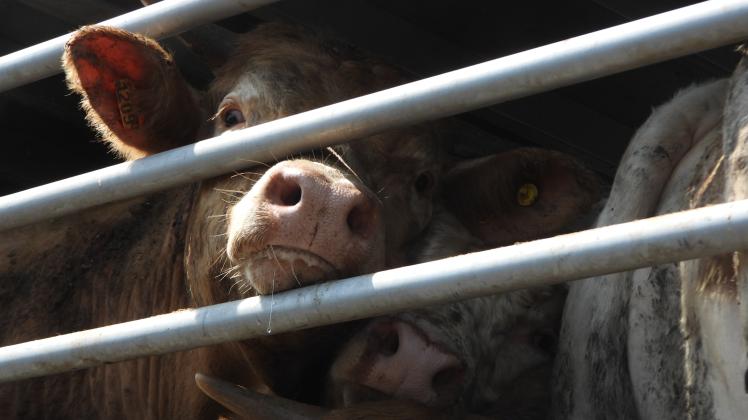 EU-Parlament kritisiert Tiertransporte