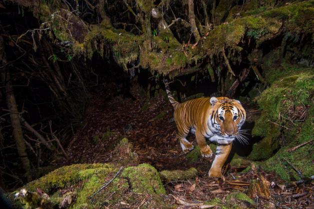 Ein wilder Tiger in der Nacht. Er wurde mit einer Kamerafalle aufgenommen.