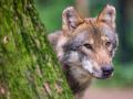 Nabu: Wölfe weiter bedroht