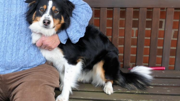 Amt Dömitz-Malliß lässt die Hunde in den Gemeinden zählen | SVZ