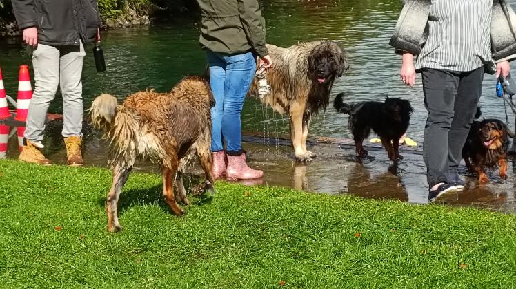 132 Hunde und 272 Menschen kamen beim siebten Hundebadetag im Waldbad Georgsmarienhütte zusammen.