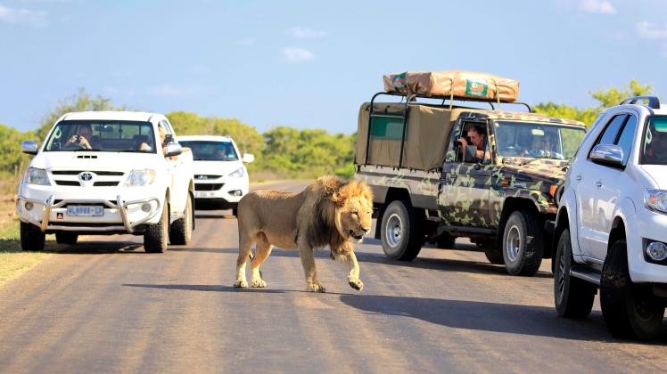 Safari, Löwe (Panthera leo), Tierbeobachtung, Individualtourismus, Pirschfahrt, Stau, Krüger Nationalpark, Südafrika ***