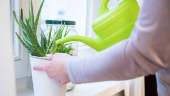 Viel zu stark gegossen: Tipps zur Rettung der Topfpflanze
