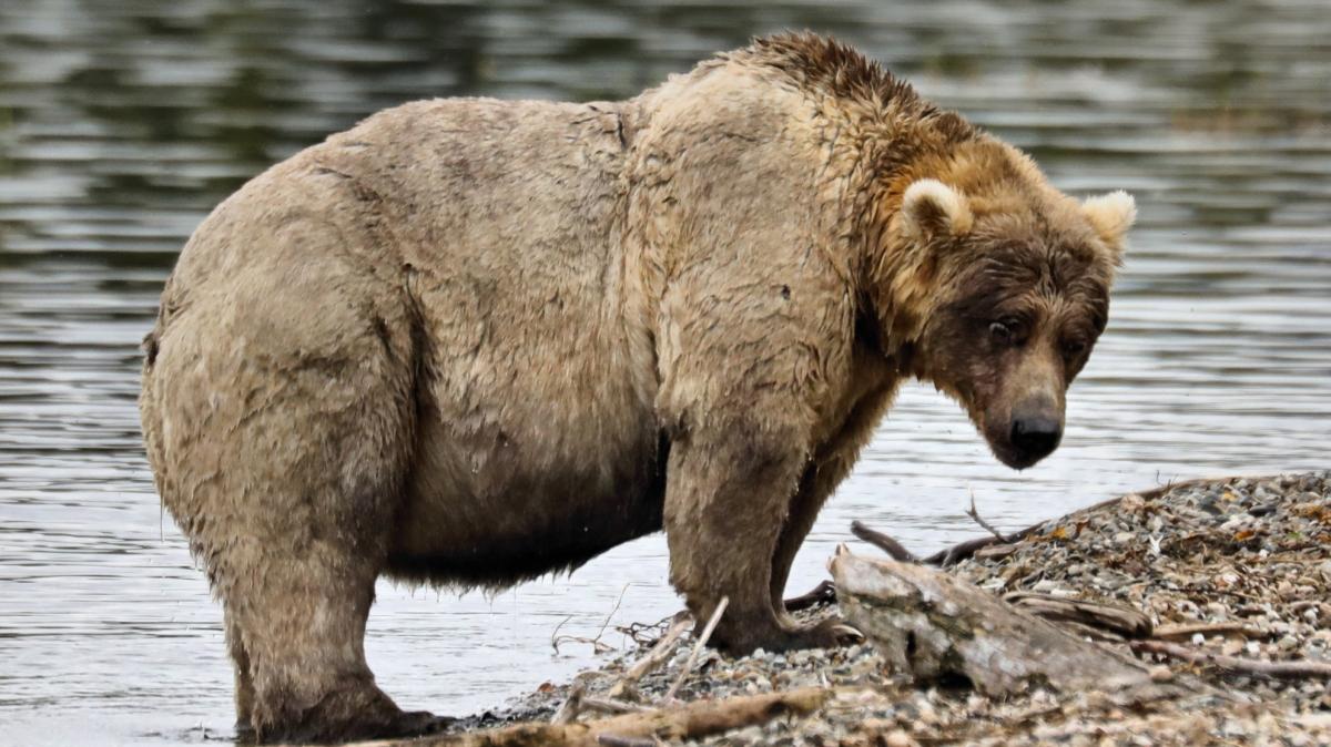 Alaska’s Fat Bear Elections: Fattest Brown Bear Wanted