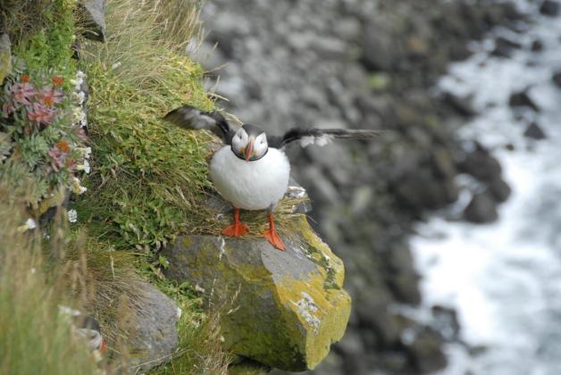 Bereit zum Abflug: Ein Papageitaucher sitzt an der Küste von Latrabjarg im Westen von Island. Bereit zum Abflug: Ein Papageitaucher sitzt an der Küste von Latrabjarg im Westen von Island.
