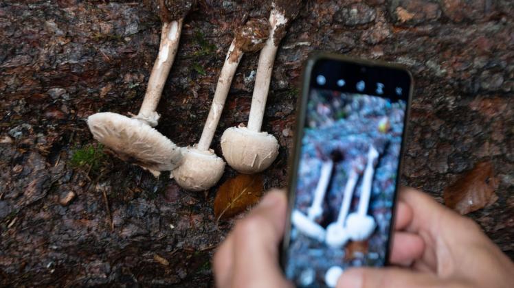 Handyfoto beim Pilzesammeln