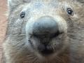KINA - Hilfe für Wombats