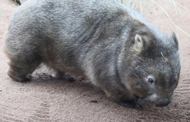 Wombats haben starke Beine, mit denen sie Tunnel graben.