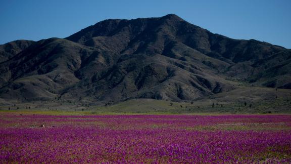 Blumen in der Atacama-Wüste Blumen in der Atacama-Wüste