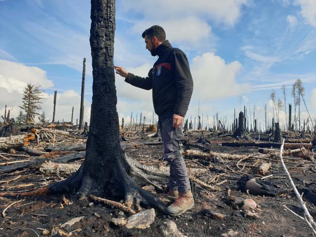Der Leiter eines Forstamts, Jochen Arnold, steht auf einer verbrannten Waldfläche.