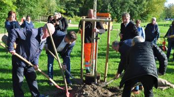 Sechs Laubbäume haben Vertreter der Stadt Güstrow und der Partnerstädte Anfang Oktober gemeinschaftlich in die Erde gesetzt, für jede Kommune einer.   