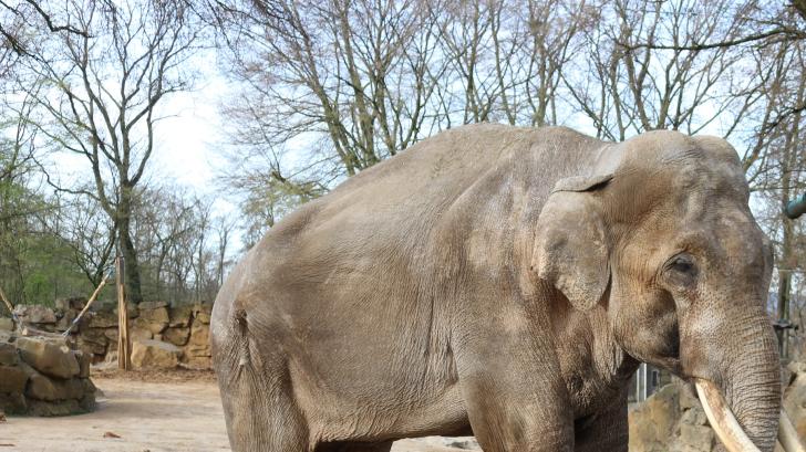 Der Elefantenbulle Luka aus dem Osnabrücker Zoo musste eingeschläfert werden.