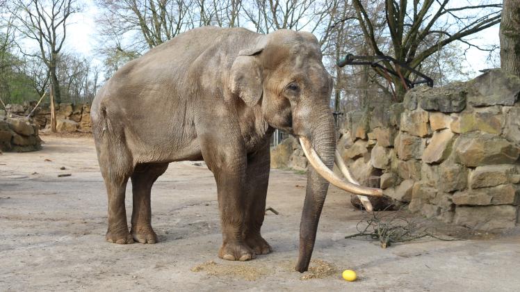 Der Elefantenbulle Luka aus dem Osnabrücker Zoo musste eingeschläfert werden.