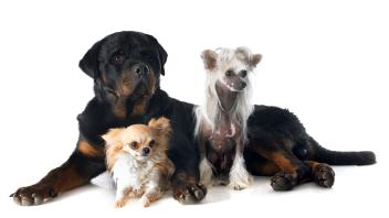 three dogs Chinese Crested Dog, chihuahua and rottweiler in front of white background PUBLICATIONxINxGERxSUIxAUTxONLY C