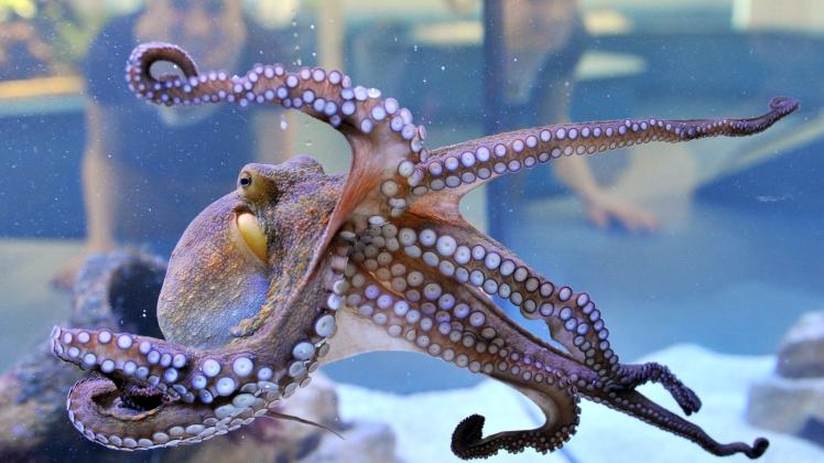 Oktopus im Aquarium