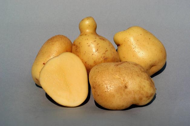 Ackersegen ist eine mehlige Kartoffel.