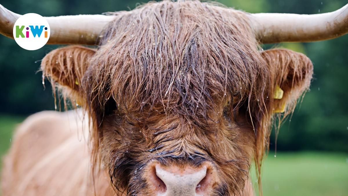 Gesundheit im Herbst: Wird man mit nassen Haaren draußen krank?