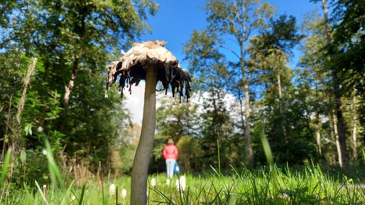 Die Pilzsaison ist wieder da. Doch beim Sammeln sollte einiges beachtet werden. Wie verhält man sich im Wald und welche Pilze sind giftig. Unsere Experten klären auf. 