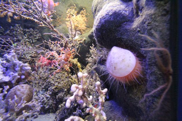 Eine Feilenmuschel lebt in einem Aquarium zwischen Kaltwasser-Korallen.